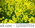 Rape blossoms bathed in spring sunlight 125507554
