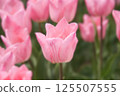 Pink tulip flowers blooming in spring flowerbed 125507555