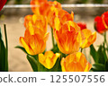 Orange tulip 125507556