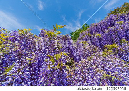 Ashikaga Flower Park 125508036