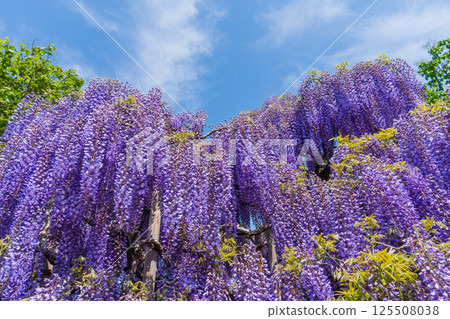 Ashikaga Flower Park 125508038