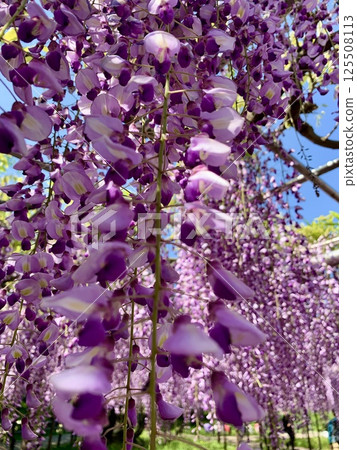 Looking up at the Gomangoku wisteria in full bloom under a blue sky (Okazaki Castle Park/Okazaki City, Aichi Prefecture) Looking up at the Gomangoku wisteria in full bloom under a blue sky (Okazaki Castle Park/Okazaki City, Aichi Prefecture) 125508113