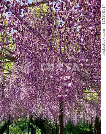 Gomankoku Wisteria in full bloom (Okazaki Castle Park/Okazaki City, Aichi Prefecture) Gomankoku Wisteria in full bloom (Okazaki Castle Park/Okazaki City, Aichi Prefecture) 125508114