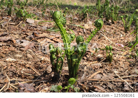 告別春天的「Kogomi」野菜 125508161