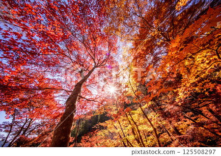 Autumn leaves trees 125508297