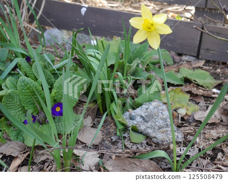 Daffodils blooming in the garden Daffodils blooming in the garden 125508479