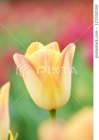 Soft yellow tulips with a beautiful gradation Soft yellow tulips with a beautiful gradation 125508588