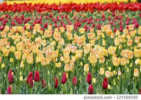 Colorful tulip field 125508590