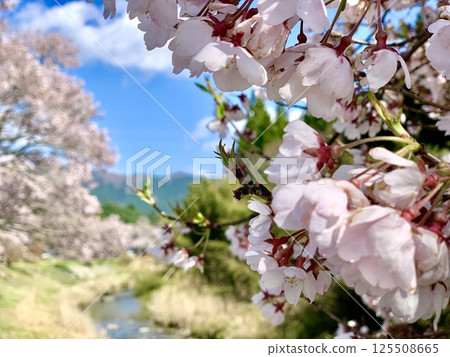 A row of cherry trees in full bloom adorning the banks of a stream (Kohiganzakura) (Nagura River/Shitara Town, Aichi Prefecture) 125508665