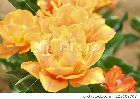 Yellow tulip 125508708