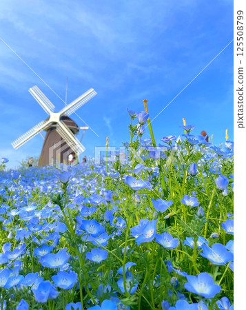 Nemophila and windmill 125508799