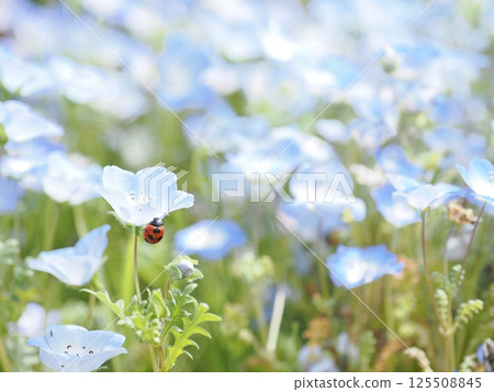 Small lives found in the spring grassland | Observing nemophila and ladybugs Small lives found in the spring grassland | Observing nemophila and ladybugs 125508845