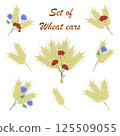 Set of wheat, vector illustration 125509055