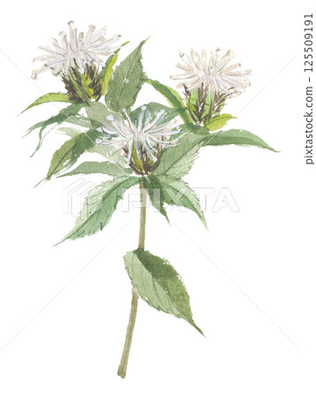 Watercolor painted okera flower 125509191