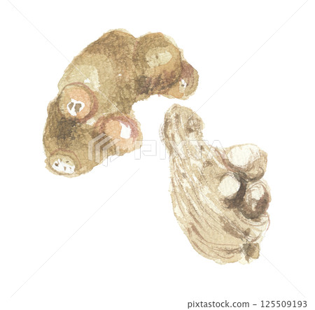 Watercolor painting of the roots of the Atractylodes macrocarpa 125509193
