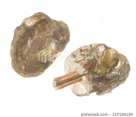 Watercolor painting of Poria columbine 125509194