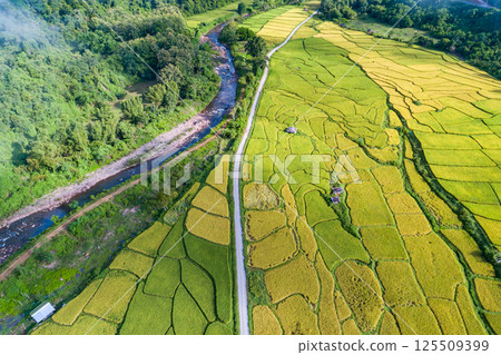 Beautiful aerial view of rice paddy field in Bo Kluea District Small village nestled in forested northern valley of pure air and pristine rivers in Nan province of Thailand Amazing drone view 125509399