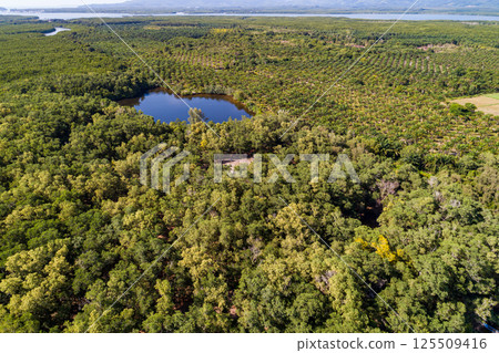 Amazing abundant mangrove forest, Aerial view of forest trees Rainforest ecosystem and healthy environment background, Texture of green trees forest top down, High angle view 125509416