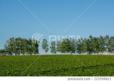 Rows of birch trees and blue sky in a green vegetable field 125509821