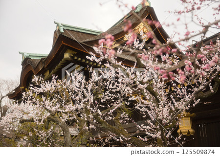 北野天滿宮：三光門的屋頂和盛開的梅花1 125509874