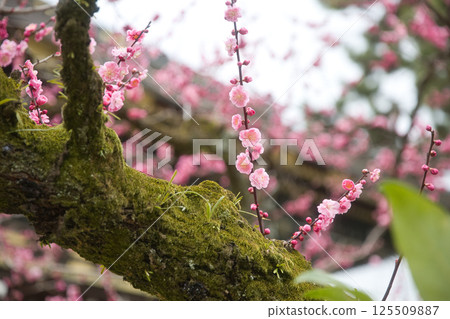 北野天滿宮：長滿青苔的樹幹和盛開的梅花 1 125509887