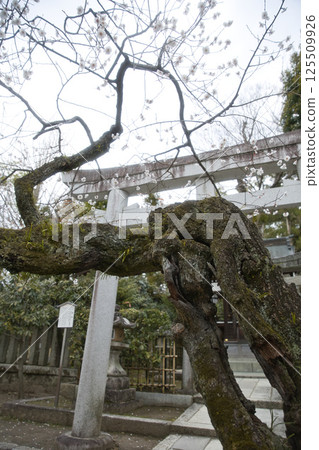 Kitano Tenmangu Shrine, Sub-shrine, Kamayasha, Plum tree with a hollow trunk 1 125509926