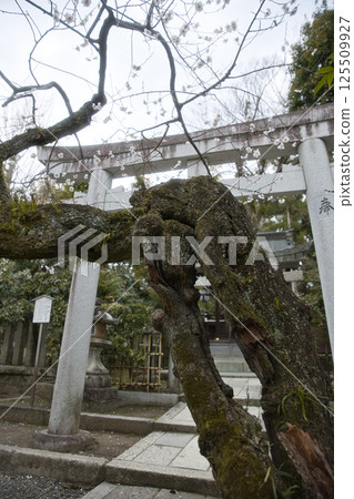 北野天滿宮、分社、釜屋舍、空心梅花樹2 125509927