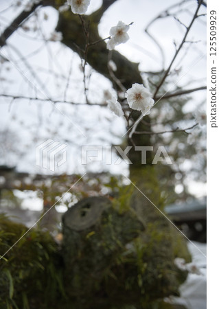 北野天滿宮、分社、釜社、空心梅花樹4 北野天滿宮、分社、釜社、空心梅花樹4 125509929