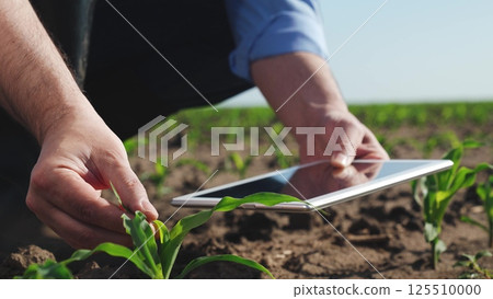 Businessman digital agricultural farmer with tablet. Man holds tablet checking information on internet touching corn leaves caring for plant health. Farmer engaged in agriculture agrarian business. Businessman digital agricultural farmer with tablet. Man holds tablet checking information on internet touching corn leaves caring for plant health. Farmer engaged in agriculture agrarian business. 125510000