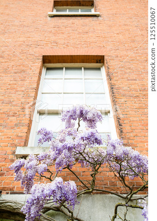 倫敦郊區奧斯特利公園一座歷史悠久的紅磚建築旁盛開著美麗的淡紫色紫藤花 倫敦郊區奧斯特利公園一座歷史悠久的紅磚建築旁盛開著美麗的淡紫色紫藤花 125510067