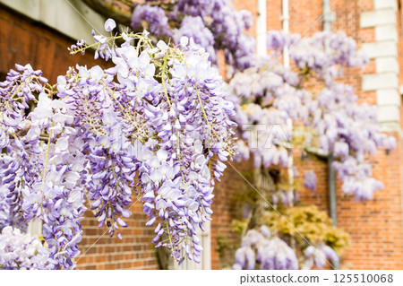 倫敦郊區奧斯特利公園一座歷史悠久的紅磚建築旁盛開著美麗的淡紫色紫藤花 125510068