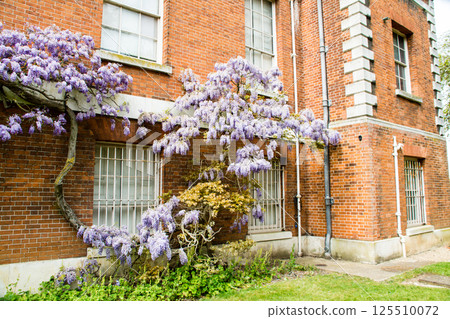 Beautiful pale purple wisteria flowers blooming beside a historic red brick building in Osterley Park, on the outskirts of London 125510072