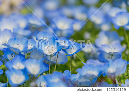Blue Nemophila Blue Nemophila 125510159