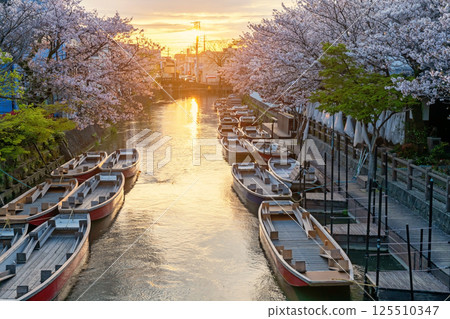 Suigo river with boats and sakura blossom at sunset, Yanagawa 125510347