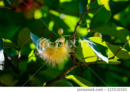 The flower of Rose Apple or Syzygium jambos. The flower of Rose Apple or Syzygium jambos. 125510383