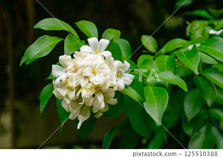 A bunch of white Orange Jasmine flowers. 125510388