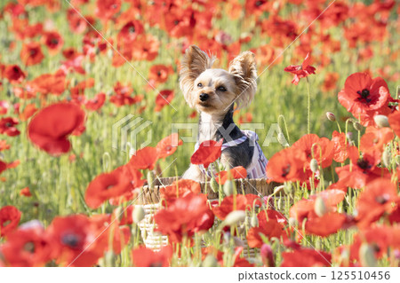 Poppy field and Yorkshire terrier Poppy field and Yorkshire terrier 125510456