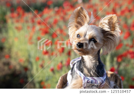 Poppy field and Yorkshire terrier in a basket Poppy field and Yorkshire terrier in a basket 125510457