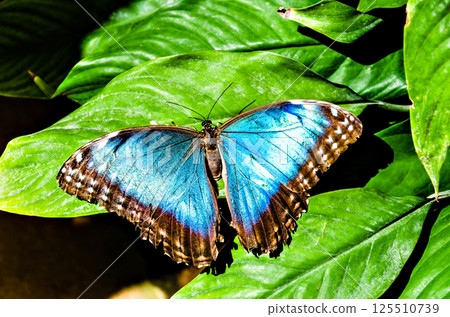Beautiful Morpho Peleides (Blue Morpho) butterfly on green leaves 125510739