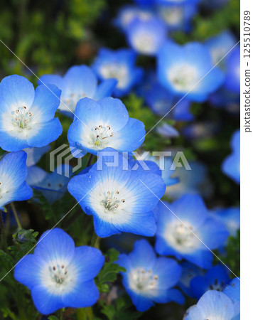 Nemophila Nemophila 125510789