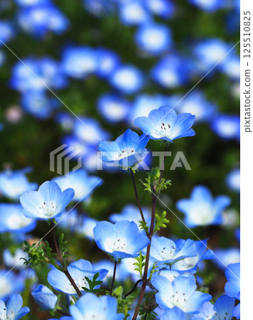 Nemophila Nemophila 125510825