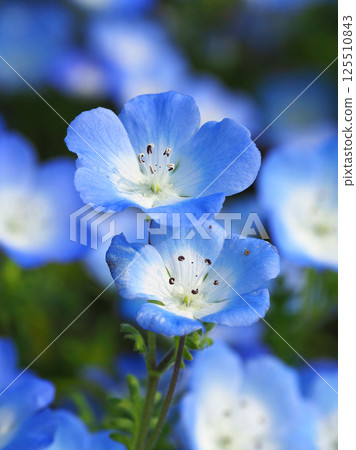 Nemophila 125510843