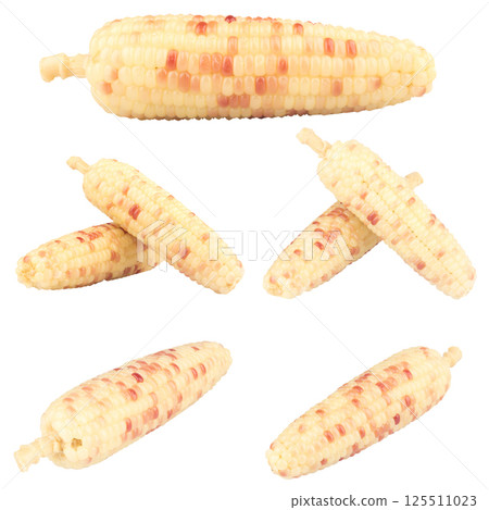 waxy corn isolated on white background waxy corn isolated on white background 125511023