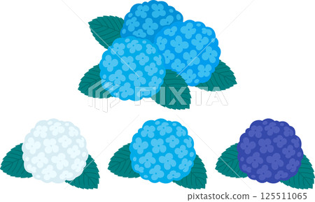 Hydrangea flower vector illustration set Hydrangea flower vector illustration set 125511065