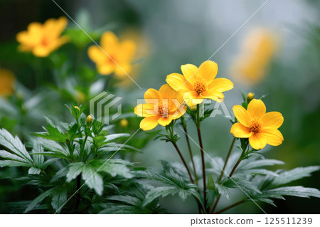 Bright yellow bidens flowers with lush green leaves on soft blurred background, known for boosting immunity, supporting skin healing, reducing inflammation, and improving digestive health. 125511239