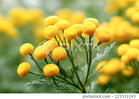 Bright yellow tansy flowers with feathery green leaves on soft blurred background, known for repelling insects, reducing inflammation, aiding digestion, and supporting skin health. 125511243
