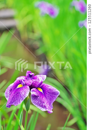 Iris garden signals the end of spring Iris garden signals the end of spring 125511260
