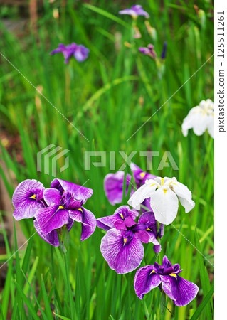 Iris gardens at the change of seasons Iris gardens at the change of seasons 125511261