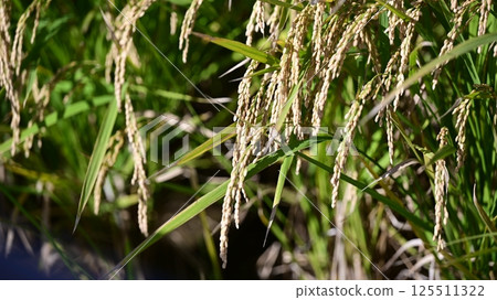paddy, rice plant, paddy field 125511322