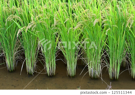 Rice (rice cultivation) image 125511344